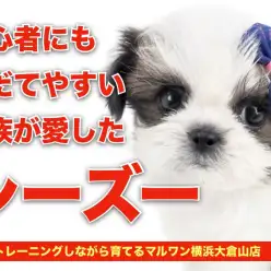 【 シーズー 】初心者にも育てやすい最高の愛玩犬がマルワン大倉山店にやってきた！