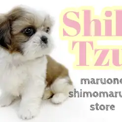 【 シーズー 】温和でおっとりした性格の大きな瞳の鼻ぺちゃプリンセス！