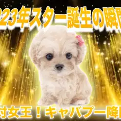 【 キャバプー 】アプリコットでドワーフ系のキャバリアとトイプードルMIX登場！