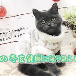 【 真冬のお留守番 】この冬を元気に乗り越えよう！お留守番時の寒さ対策