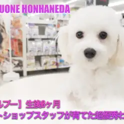 【 マルプー 】ペットショップスタッフが育てた生後8ヶ月の超優秀わんこ