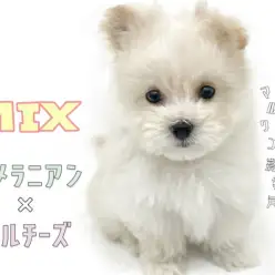 【 MIX 】可愛さぎゅぎゅっと詰まってます！ドワーフ体型の癒し系ポメマル