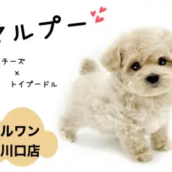 【 MIX 】大人気MIXマルプー登場！その人懐っこさは天下一品！