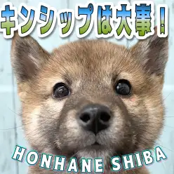 【 柴犬 生後77日目 】いっぱい触ると良いこといっぱい！クマ顔柴犬ちゃん