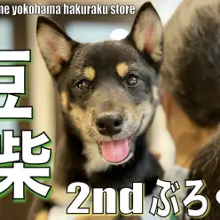 【 豆柴 】生後5ヵ月半で3.8kg！小柄でも元気いっぱい豆柴くんの2ndブログ