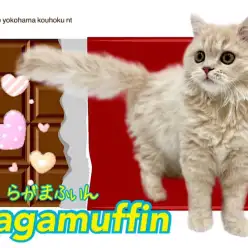 【 ラガマフィン 】ミルクティー色のスウィートboy、生後4ヶ月の今