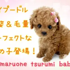 【 トイ・プードル 】容姿・毛量もパーフェクトなトイプードルの女の子登場!