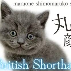 【 ブリティッシュショートヘア 】父は王者で流石の容姿！温和な性格で初心者も安心