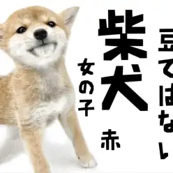 【 柴犬 】むちころに 威厳のスパイス 加えたら 子柴の魅力の 素晴らしきこと