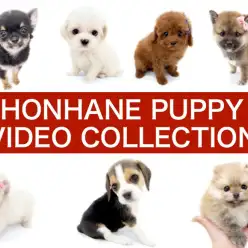 【 1/13版 VLOG 】マルワン本羽田店の元気なわんこ達の動画集