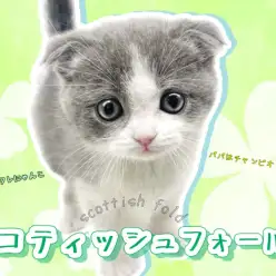 【 スコティッシュフォールド 】幸運を呼ぶハチワレキャット！福猫スコティッシュ