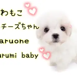 【 マルチーズ 】毛量多めのフワモコ!ドワーフ体型の女の子登場!