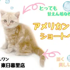 【 アメリカンショートヘア 】クリーム色の被毛と丸顔が可愛すぎ子猫