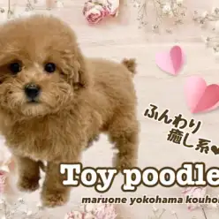 【 トイ・プードル】可愛さ増し増しふんわり癒し系プーちゃん