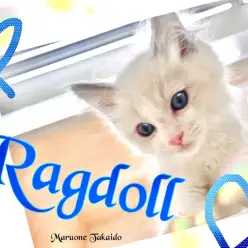 【 ラグドール 】気品溢れる美しさ！淡いブルーポイントカラーの男の子