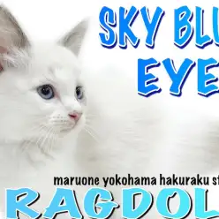 【 ラグドール 】透き通ったブルーの瞳！柔らかくゴージャスな被毛！美猫降臨