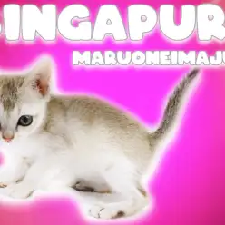 【 シンガプーラ 】初心者ユーザー必見！世界最小の甘えん坊な女の子！