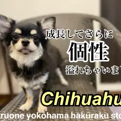 【 チワワ 】個性の塊！シャンプー、トレーニングもばっちりな甘えん坊の2nd記事
