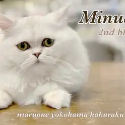 【 ミヌエット 】ゴージャスなのに短足!?甘えん坊のギャップにゃんこ2ndブログ