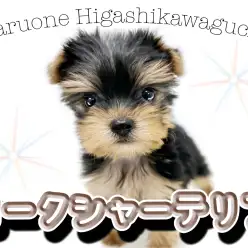 【 ヨークシャーテリア 】元気いっぱいな女の子！小さめヨーキーちゃん登場！