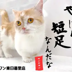 【 マンチカン 】変わらない短足と増し続ける可愛さと愛嬌