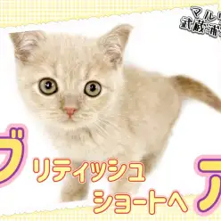 【 ブリティッシュショートヘア 】もちふわ!希少なクリームブリちゃんが登場