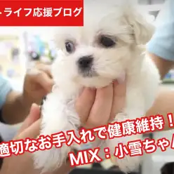 【 マルシーズーちゃんとの暮らし 】図解：わんちゃんの爪切りの基礎を実演