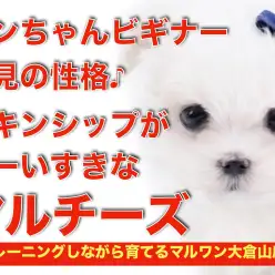 【 マルチーズ 】室内犬の元祖！スキンシップが大好きで育てやすいポテンシャル！