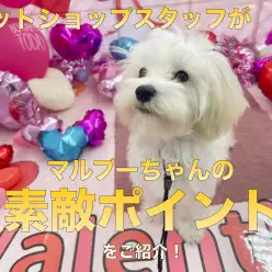 【マルプー 】生後6ヶ月を迎えた社交性抜群のスーパーわんこの成長記！