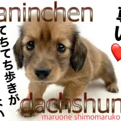 【 カニンヘンダックスフント 】甘えん坊でおっとりな性格！優しい顔つきがポイント