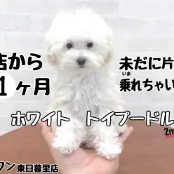 【 トイプードル 】未だに手のひらサイズ！？ホワイトプードル