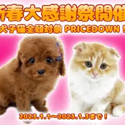 【 お年玉企画 】マルワンからプレゼント！2023新春大感謝祭やります！