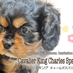 【 キャバリア 】ツヤツヤの漆黒が魅力的なキャバリアちゃん