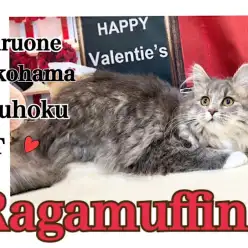 【 ラガマフィン 】アッシュグレーのようなカラーが自慢のマフィンちゃん