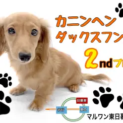 【 カニンヘンダックスフンド 】明日は今日よりもっと可愛くなるダックスちゃん