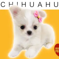 【 プレミアムチワワ 】パパはJKCチャンピオン!クリームカラーのプリンセス!