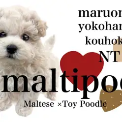 【 ミックス 】ムッチリボディのクマ風味のマルプーくん