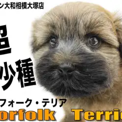 【 ノーフォークテリア 】両親JKCチャンピオンの希少種！活動的な生活の相棒に！