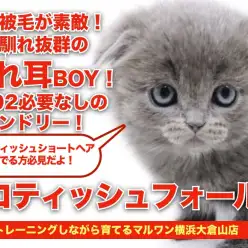 【 スコテッシュフォールド 】環境馴れ抜群！ブルーカラーが素敵なたれ耳にゃんこ！