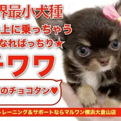 【 チョコタンチワワ 】環境なれ抜群！手の上にも軽々乗れちゃう小さめチワワ！