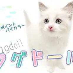 【 ラグドール 】ブルーポイントバイカラーのハチワレ模様！癒しのひと時をお届け