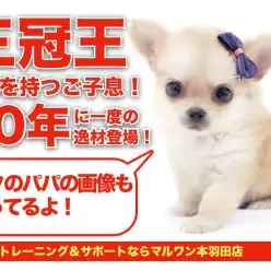 【 チワワ・父親画像あり 】パパは三冠王！史上最高の小さめチワワ登場！