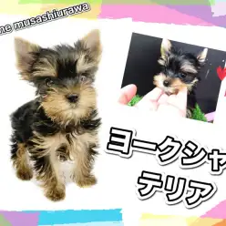 【 ヨークシャーテリア 】歩く宝石！天真爛漫ヨーキーくんが久々登場！