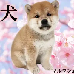 【 柴犬 】子ぐまにそっくり！おっとりのんびり屋さんの女の子！
