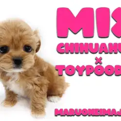 【 MIX犬 】チワワとトイプードルの最強ドールMIX!初心者必見チワプー!