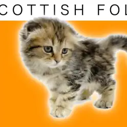 【 スコティッシュフォールド 】おっとりな性格！垂れ耳ブラウンの女の子！