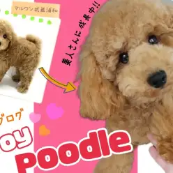 【 トイプードル 】みんなが振り返る美形なフレンドリープーちゃんに成長！