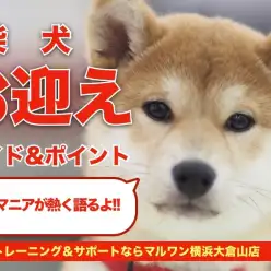 【 柴犬 】お迎えガイド＆育てるポイントを柴犬マニアが熱く語ります！