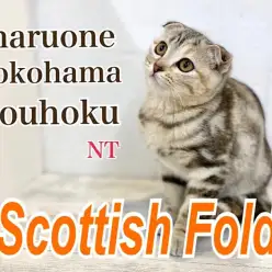 【 スコティッシュフォールド 】NT店イチのオシャレ女子、スコティッシュ