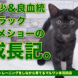 【 アメリカンショートヘア 】生後78日の人馴れ＆健康安定にゃんこの成長記！